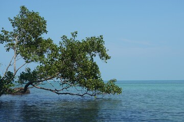 tree on the sea