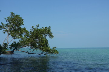 tree on the sea
