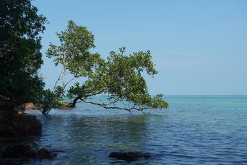 tree on the sea