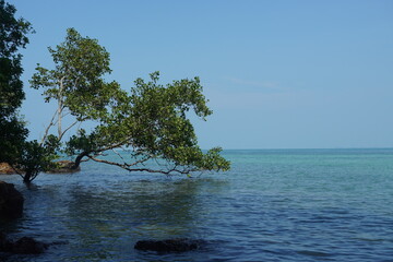 tree on the sea - 673077164