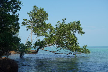 tree on the sea - 673077174