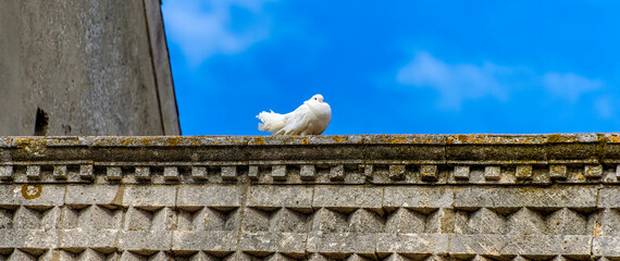 white dove with blue sky in the background sitting on top of an ancient wall