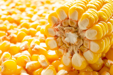 Close-up of yellow corn kernels, top view. Zea mays seeds, top view. Background of corn grains, top view. Corn harvest, grain in bins, background, texture.