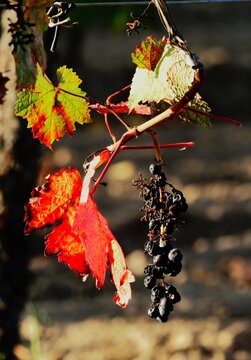 Herbst inm Weinberg