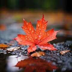 single red maple leave with raindrops lying in an autumn forest
