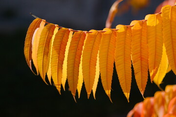 Liście sumak octowiec, kolor żółto pomarańczowy na czarnym  tle, jesień