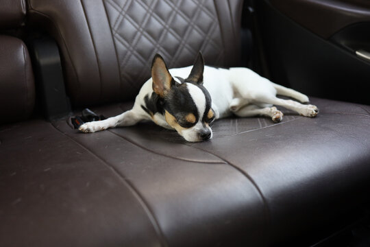 dog in the car, traveling with beloved pet by car. dog falls asleep in the car on a tourist trip.