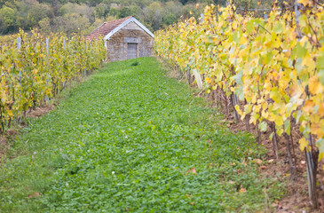 Fototapeta na wymiar vignes en automne dans le Jura