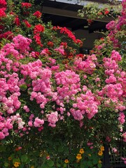 flowers in the garden