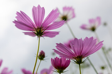 Pink cosmos in Aito Margaret Station, Part2
