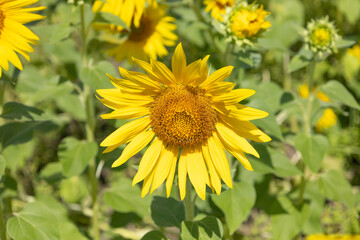 Early sunflower in Maruho Farm in Mie