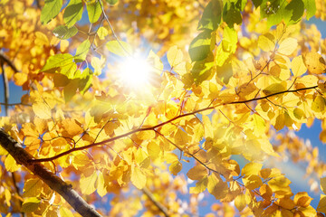 Laubbaum im Herbst bestrahlt von der Sonne
