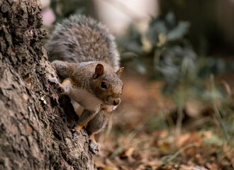 Squirrel on a tree