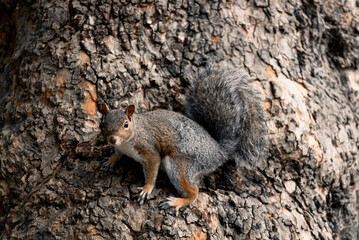 Squirrel on a tree