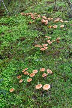Marasmius oreades. Group of edible fairy ring mushroom.