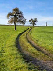 A solitary path winds through a lush meadow, passing by two distinctive trees under a blue sky. This image symbolizes the path to solitude, reflection, and tranquility. Portrait mode.