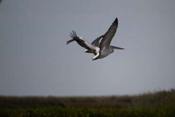 Curly-haired gray pelican plans in the air against the blue sky