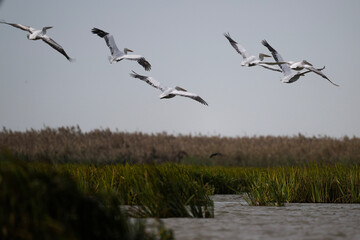 Curly-haired gray pelican plans in the air against the blue sky
