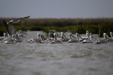 A large flock of curly gray pelicans rest on the water near the reeds