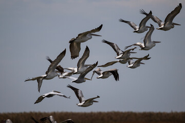 Curly-haired gray pelican plans in the air against the blue sky