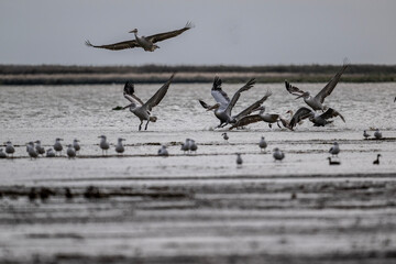 A large flock of curly gray pelicans rest on the water near the reeds