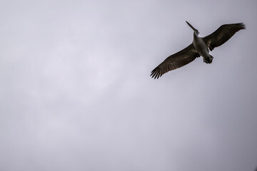 Curly-haired gray pelican plans in the air against the blue sky