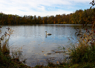 swan on a lake
