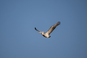 Curly-haired gray pelican plans in the air against the blue sky