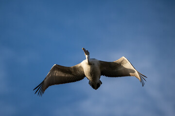 Curly-haired gray pelican plans in the air against the blue sky