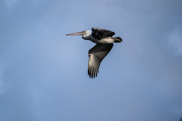Curly-haired gray pelican plans in the air against the blue sky