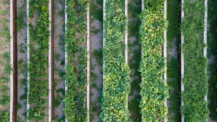 Boxes with plants on a plantation. View from above