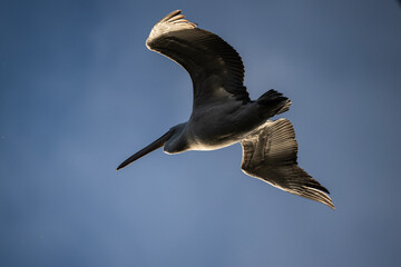 Curly-haired gray pelican plans in the air against the blue sky