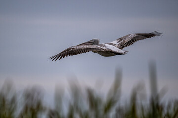 Curly-haired gray pelican plans in the air against the blue sky