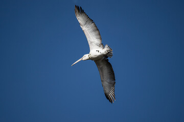 Curly-haired gray pelican plans in the air against the blue sky