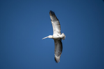 Curly-haired gray pelican plans in the air against the blue sky