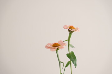 寄り添う二つのピンク色のジニア、横から撮影