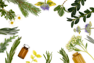 Frame of medicinal herbs, leaves and flowers, bottles of essential essential oils on white background, flat lay, top view