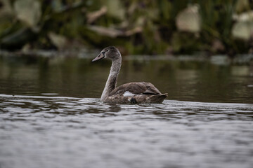 white swan on the river near the reeds on a sunny autumn day