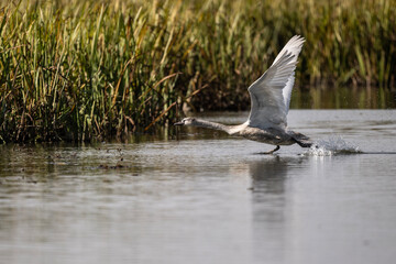 white swan on the river near the reeds on a sunny autumn day