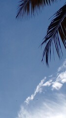 Sky Coconut leaves with clouds 