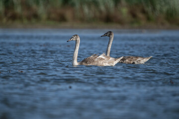 white swan on the river near the reeds on a sunny autumn day