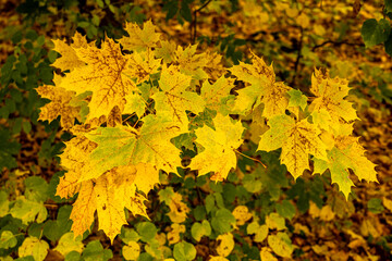 Kurze Herbstwanderung durch den Schlosspark Rosenau mit dem schönen Schloss Rosenau bei Coburg - Rödental - Bayern - Deutschland