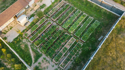 Beds with plants in a fenced area. View from a drone