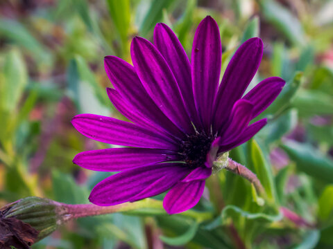 a close-up photo of an African daisy