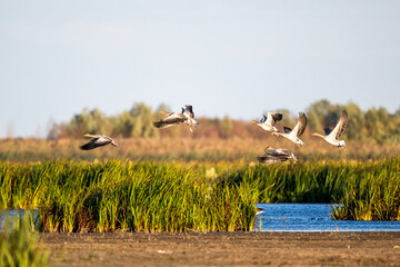 Obraz premium ducks fly over the river on an autumn day