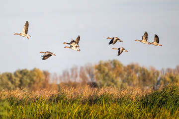 ducks fly over the river on an autumn day