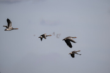 ducks fly over the river on an autumn day