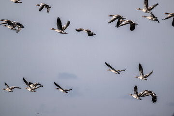 ducks fly over the river on an autumn day