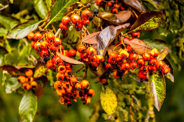 Kurze Herbstwanderung durch den Schlosspark Rosenau mit dem sch&ouml;nen Schloss Rosenau bei Coburg - R&ouml;dental - Bayern - Deutschland