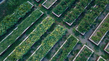 Boxes with plants on a plantation
